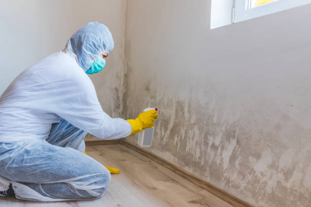 Licensed Basement Mold Remediation service in Secaucus, NJ - 24 Hour Mold Removal