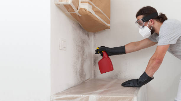 Professional Basement Mold Remediation technician working in Secaucus, NJ